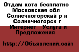 Отдам кота бесплатно - Московская обл., Солнечногорский р-н, Солнечногорск г. Интернет » Услуги и Предложения   